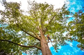 Best Tree Removal Service  in Wabasso Beach, FL